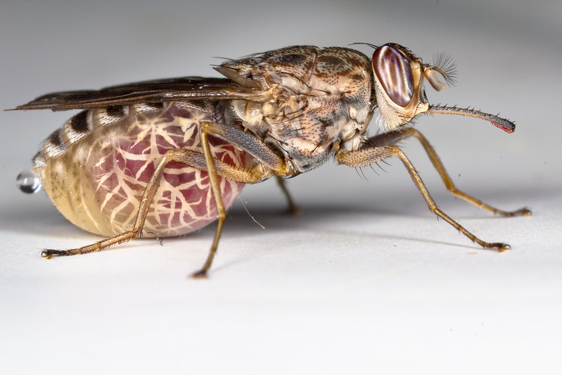 Image of a Tsetse fly