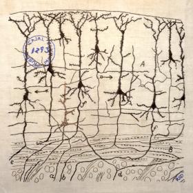 Embroidery of Cajal illustration of a cortical neuronal network