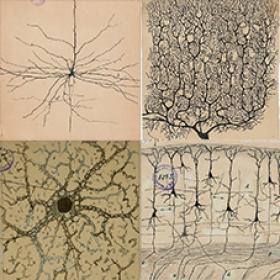 Montage image of 4 Cajal drawings
